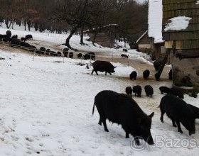 Vietnamské svinky a krížence s diviakom