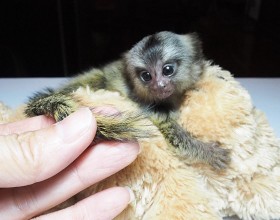 MARMOSET OPICE