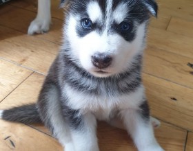 Krásne šteniatka sibírskeho husky na predaj  (WHATSAPP and VIBER  +33753016899)