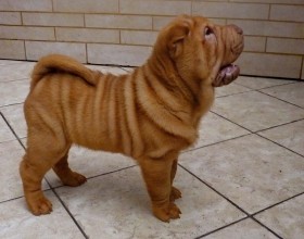 ŠARPEJ - SHAR-PEI - šteniatka s PP