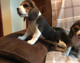 Šteňatá beagle sú k dispozícii na adopciu.