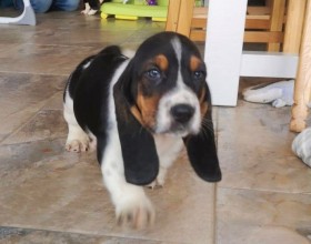 Krásne šteniatka Bassett Hound.