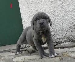 Kc Neapolitan Mastiff Teraz pripravený