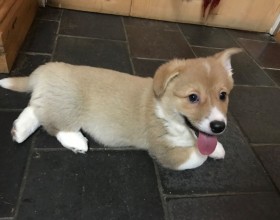 roztomilé šteniatka welsh pembroke corgi na predaj