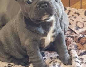 ŠTENIATKA FRANCÚZSKÉHO BULLDOGU