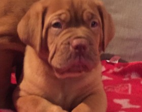 Na predaj úžasné šteniatka KC reg Dogue de Bordeaux.