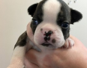 Awesome Boston Terrier šteniatka na predaj