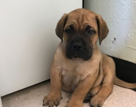 šteniatka s rodokmeňom boerboel