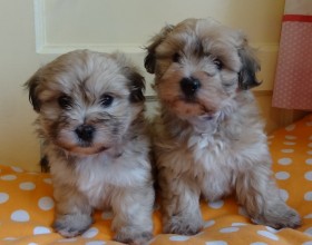 Krásne šteniatka Havanské šteniatka Coton De Tulear X