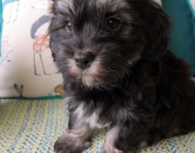 Rodokmeň havanese puppy