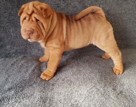 Šteniatka šteniatka Shar Pei.