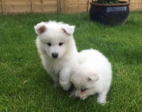 Ohromujúce šteniatka biele samojed