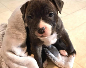 Úžasné Staffordshire Bull Pups na predaj.