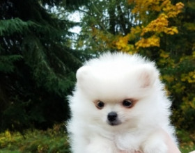 pomeranian mini