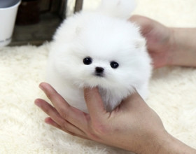 pomeranian mini