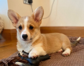 Krásne šteniatka Pembroke Welge Corgi