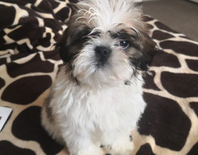 Krásne šteniatka Shih Tzu na predaj.