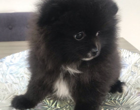 Šálka ​​na čaj Pomeranian šteňatá na predaj.