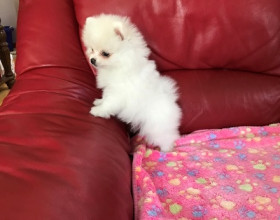 Pomeranian mini