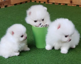 Pomeranian mini