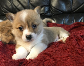 Krásne šteniatka welsh corgi Pembroke