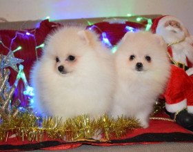 Šálka ​​čaju Pomeranian Puppies