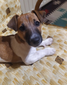 Predám šteniatka Jack Russell Teriér