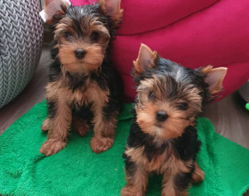 Šteniatka Yorkie na adopciu