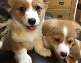 Nádherné šteniatka Pembroke Welge Corgi sú pripravené.