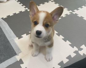 Šteniatka Welsh Pembroke Corgi registrované v KC