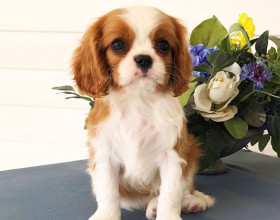 Pochopenie šteniatok Cavalier King Charles