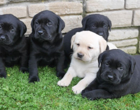 Labrador čistokrvné steniatka