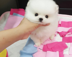 pomeranian biely mini