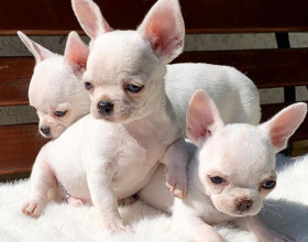 Mille mal plné plemeno Chihuahuas najúžasnejšie šteňa tam neuveriteľne