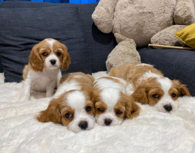 Šteniatka Cavalier King Charles Spaniel