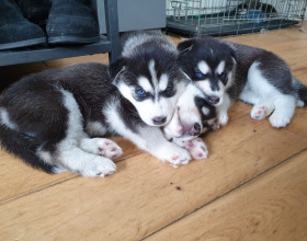 Super rozkošné šteniatka sibírskeho huskyho.