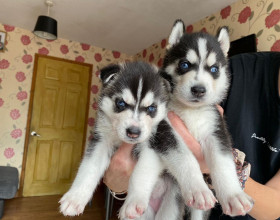 krásne šteniatka sibírskeho huskyho pripravené na predaj.