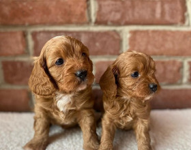 Pochopenie šteniatok Cavapoo  f1..