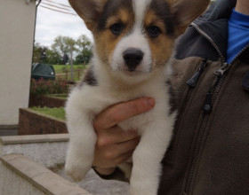 Waleský Corgi Pembroke.