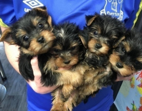 mini Yorkshire Terrier