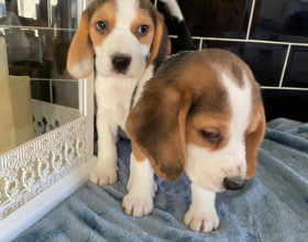 K DISPOZÍCII NÁDHERNÝ VRH BEAGLE ROYAL ŠTENIATKA