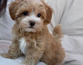 Krásne mini šteniatka Maltipoo s rodokmeňom.