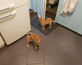 Rozkošné šteniatka Shiba Inu+44 7482162214