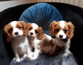 Šteniatka Cavalier King Charles+44 7482162214