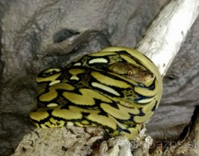 Python reticulatus tiger (pytón mriežkovaný)