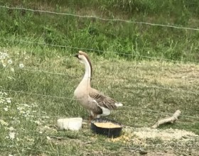 predám Labutie husy tohtoročné,plne zaperené