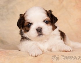 šteniatka Shih-Tzu (shi tzu, si-cu, si-tzu, shitzu)